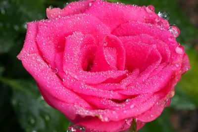 Close-up of wet pink rose blooming outdoors