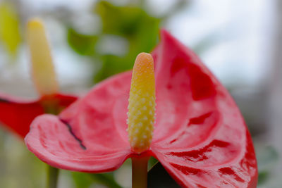 Close-up of red rose flower