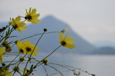 Close-up of yellow flowering plant against sky