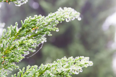 Close-up of flowering plant