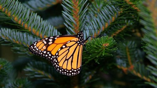 Butterfly on pine tree