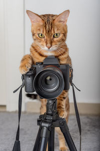 Bengal cat - a photographer takes pictures on a camera on a tripod in the house.