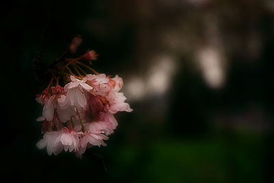 Close-up of pink flower