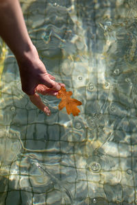 Cropped hand holding leaf in swimming pool