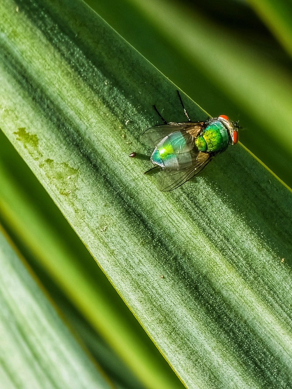 Damselfly Insect Close-up Green Color