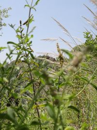 Plant growing on tree