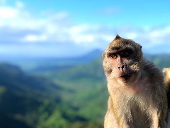 Close-up of monkey looking away