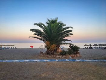 Palm trees on beach against sky during sunset