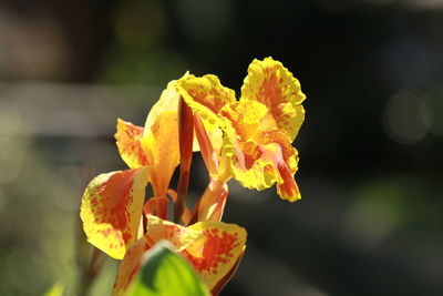 Close-up of yellow flowering plant