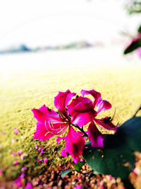 Close-up of pink flowers