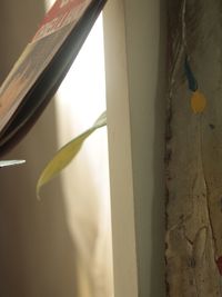 Close-up of plant against blurred background