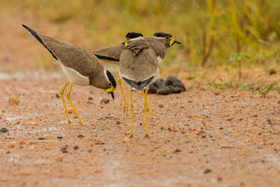 View of birds on land