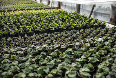 Close-up of plants in greenhouse