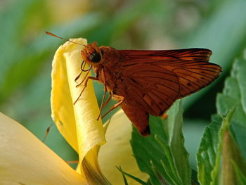 Close-up of butterfly pollinating on flower, butterfly