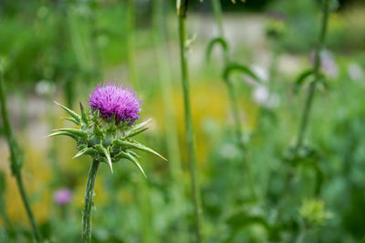 Close-up of pink flowering plant on field