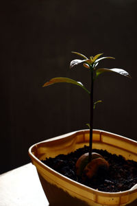 Close-up of potted plant