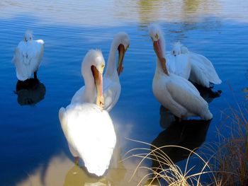 Swans swimming in lake
