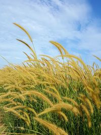 Close-up of plants growing on field against sky