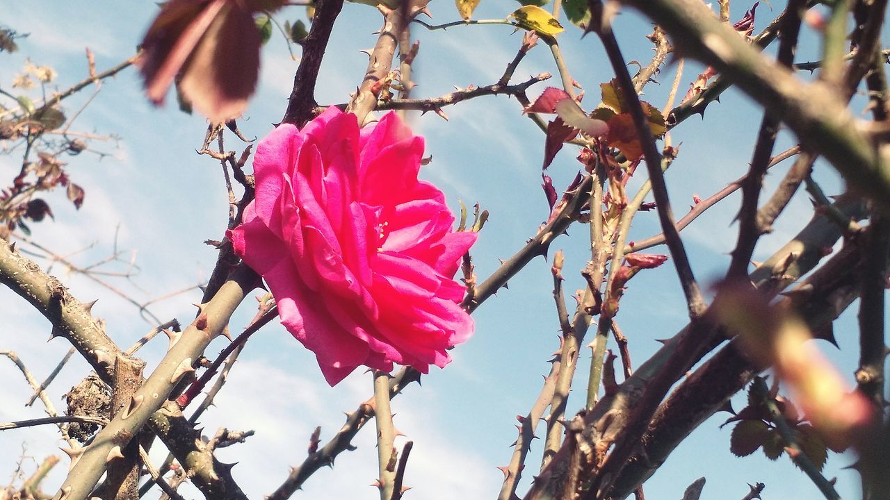 flower, fragility, growth, freshness, branch, beauty in nature, springtime, pink color, low angle view, close-up, season, petal, flower head, tree, nature, selective focus, in bloom, botany, blossom, twig, stem, day, vibrant color, scenics, growing, focus on foreground, outdoors, cloud - sky, sky