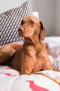 Vizsla relaxing on bed at home