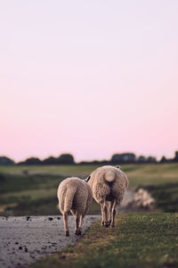 Sheep grazing on field against clear sky