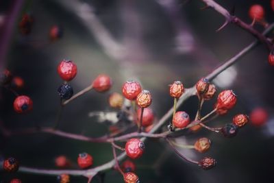 Close-up of berries growing on plant