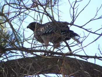 Low angle view of owl perching on nest