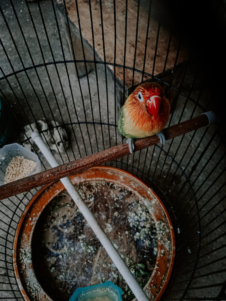 HIGH ANGLE VIEW OF PARROT IN CAGE