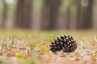 Close-up of pine cone on field