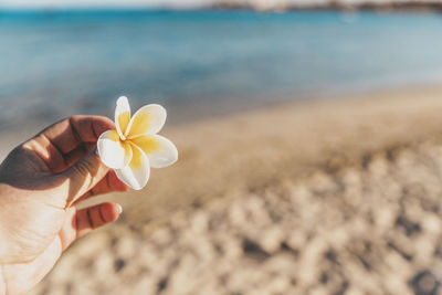 Cropped hand of woman holding seashell at beach