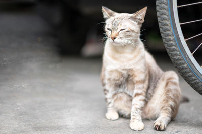 The siamese white cat sitting beside the back of the bicycle feels relaxed and looking.