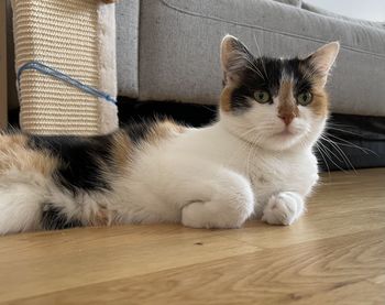 Portrait of cat relaxing on sofa at home