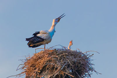 Low angle view of bird perching on nest against clear blue sky