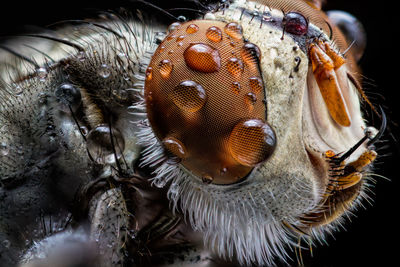 Close up of fly eyes