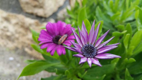 Close-up of purple flowers blooming outdoors