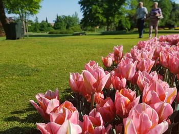 Close-up of pink flowering plants in park