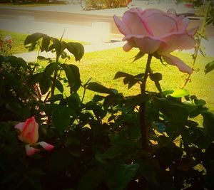Close-up of yellow flowers blooming outdoors