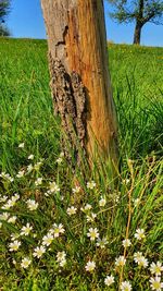 View of tree trunk in field