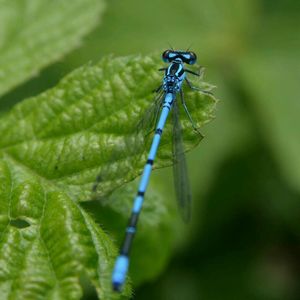 Close-up of insect on leaf