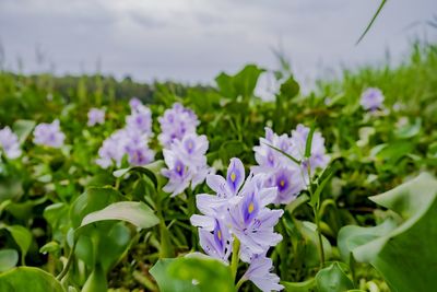 Close-up of purple flowering plants on field