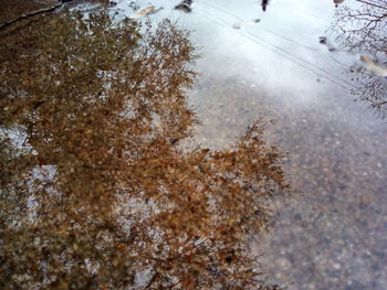 Reflection of trees in water