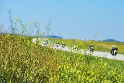 Scenic view of grassy field against clear sky