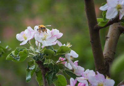 Close-up of bee on pink flowers