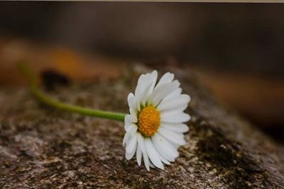 Close-up of white flowers