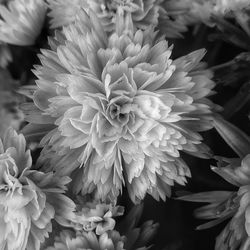 Close-up of white dahlia