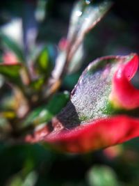 Close-up of red flowering plant