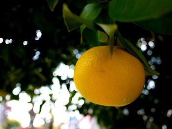 Close-up of fruit on tree