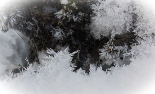 Close-up of snow on tree