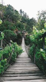 Footpath amidst trees in forest