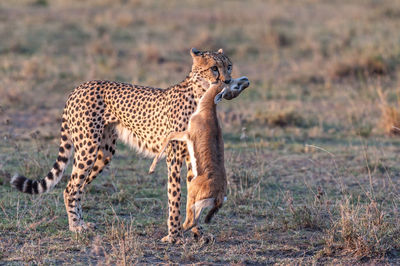 Cheetah with hunted gazelle on field